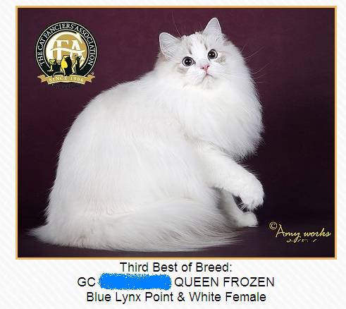 吸猫大赛第一名,吸猫大赛白喵