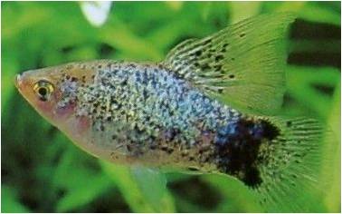 观赏鱼月光鱼图片,热带彩虹小型鱼观赏鱼