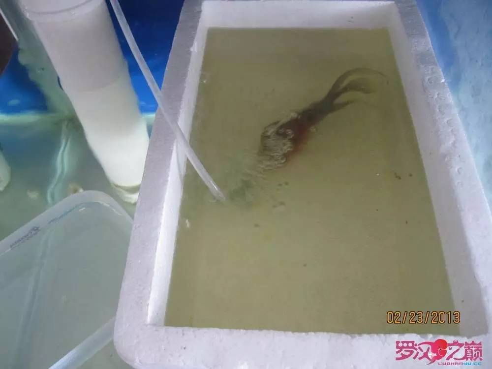 梭菌性肠炎的症状用什么药治疗,肠炎食疗最简单方法