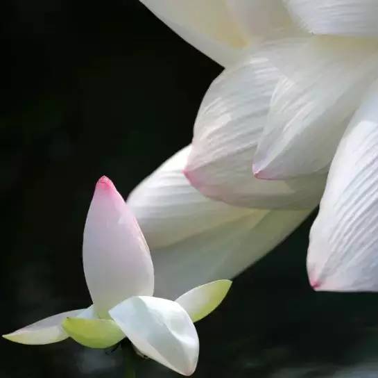 荷花依然淡淡香,走过四季荷花依然香下一句