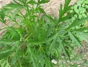 春季野菜采摘图解高清图片,春季野菜多种做法