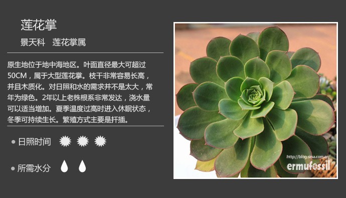 史上最全的多肉植物名字对照图，终于找齐了！