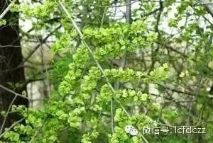 春季野菜采摘图解高清图片,春季野菜多种做法