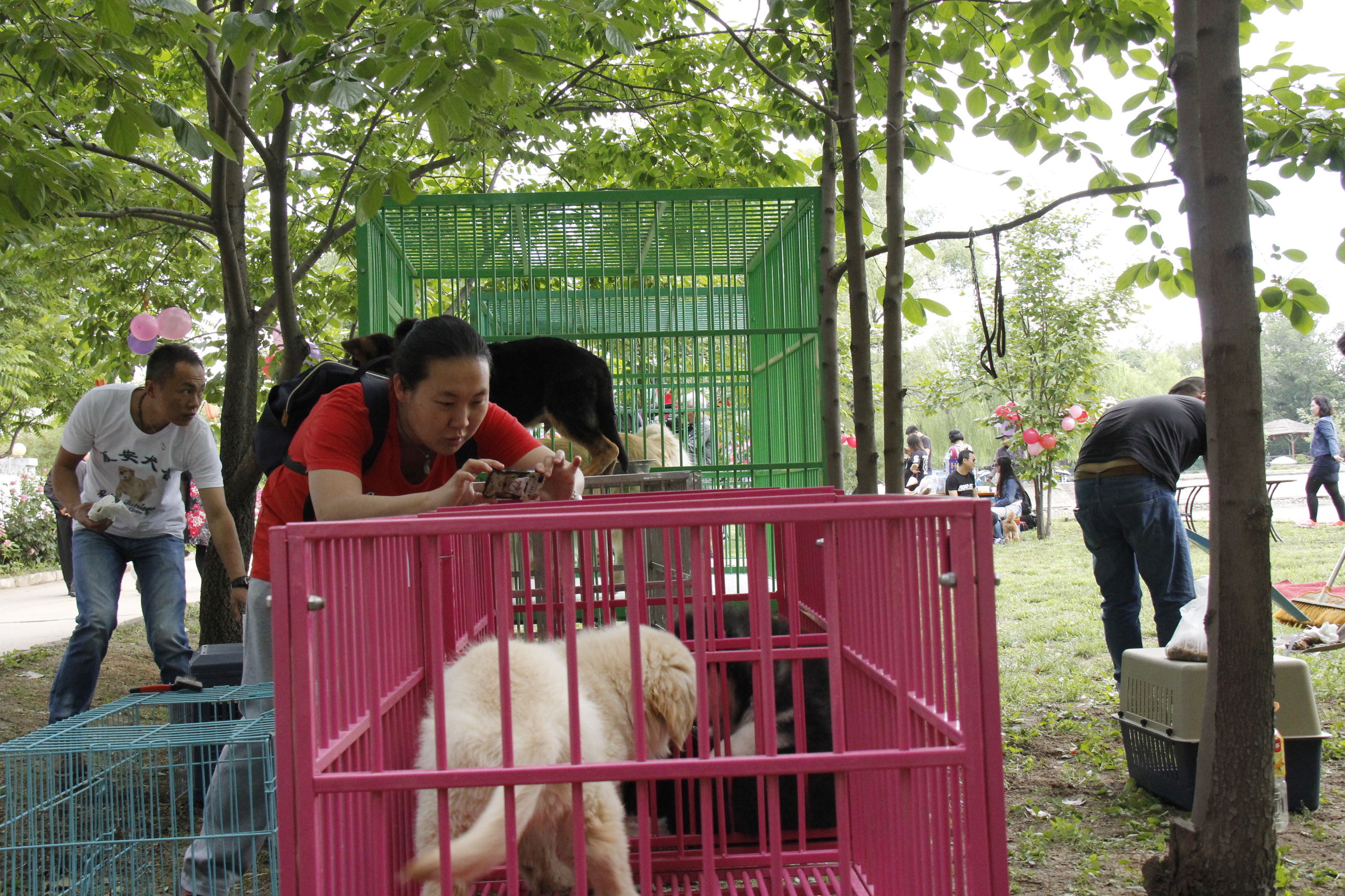 simon说狗：京北唯一纯种犬狗狗集市开业见闻