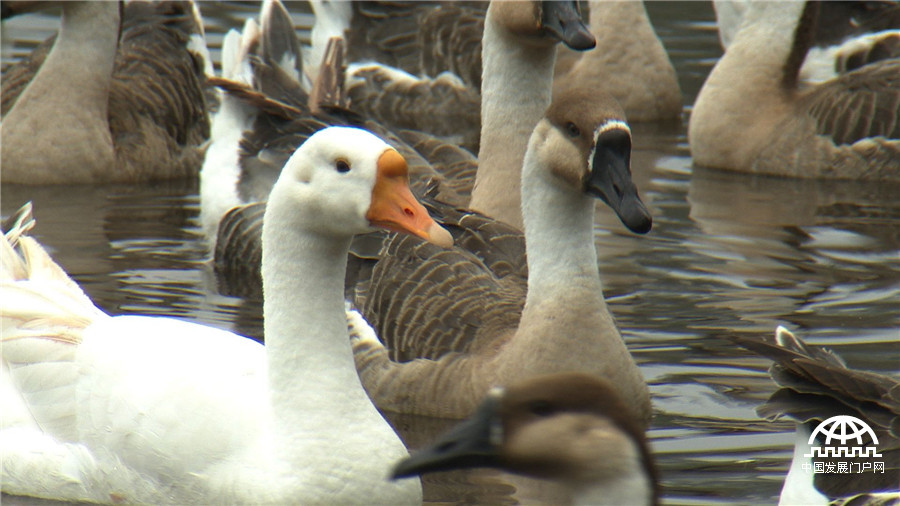 致富经发狗财,红嘴雁养殖致富经