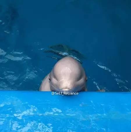 成都附近动物城,成都周边动物乐园