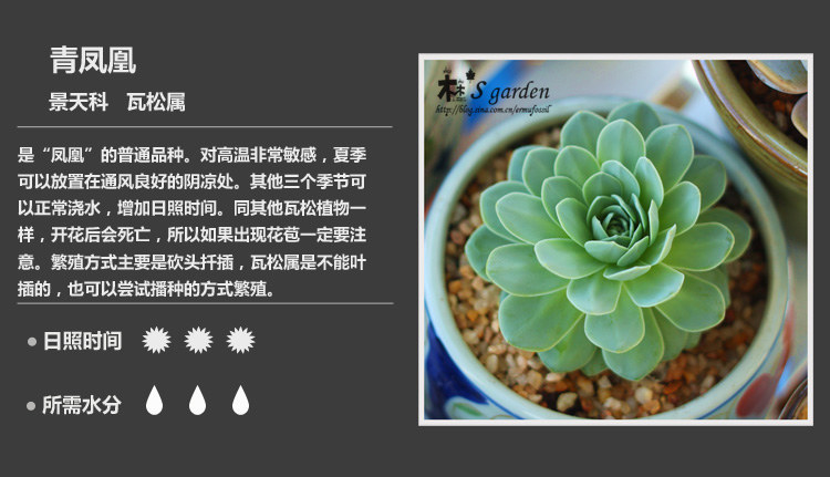 史上最全的多肉植物名字对照图，终于找齐了！
