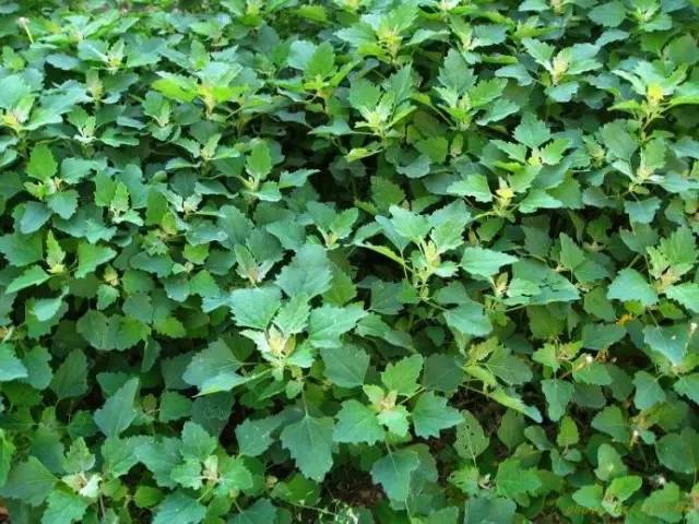 开春挖野菜教你轻松识别18种野菜,您知道春季最养肝护肝的野菜吗