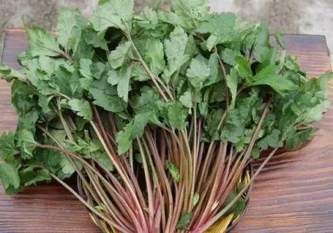 开春挖野菜教你轻松识别18种野菜,您知道春季最养肝护肝的野菜吗