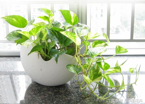 绿萝肥料多了导致叶子发黄怎么办,绿萝叶子发黄的原因以及解决方法