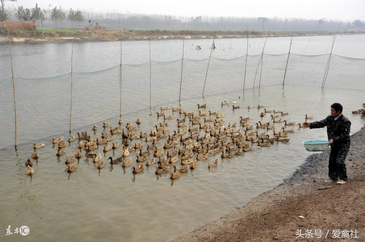 蛋鸭养殖注意事项及管理,养殖蛋鸭需要注意事项