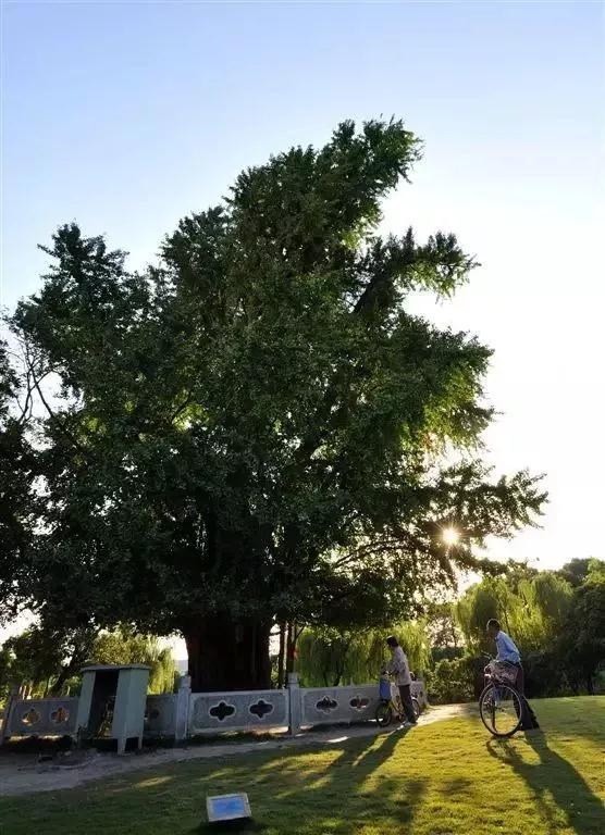 上海1200岁树王,上海树王老照片