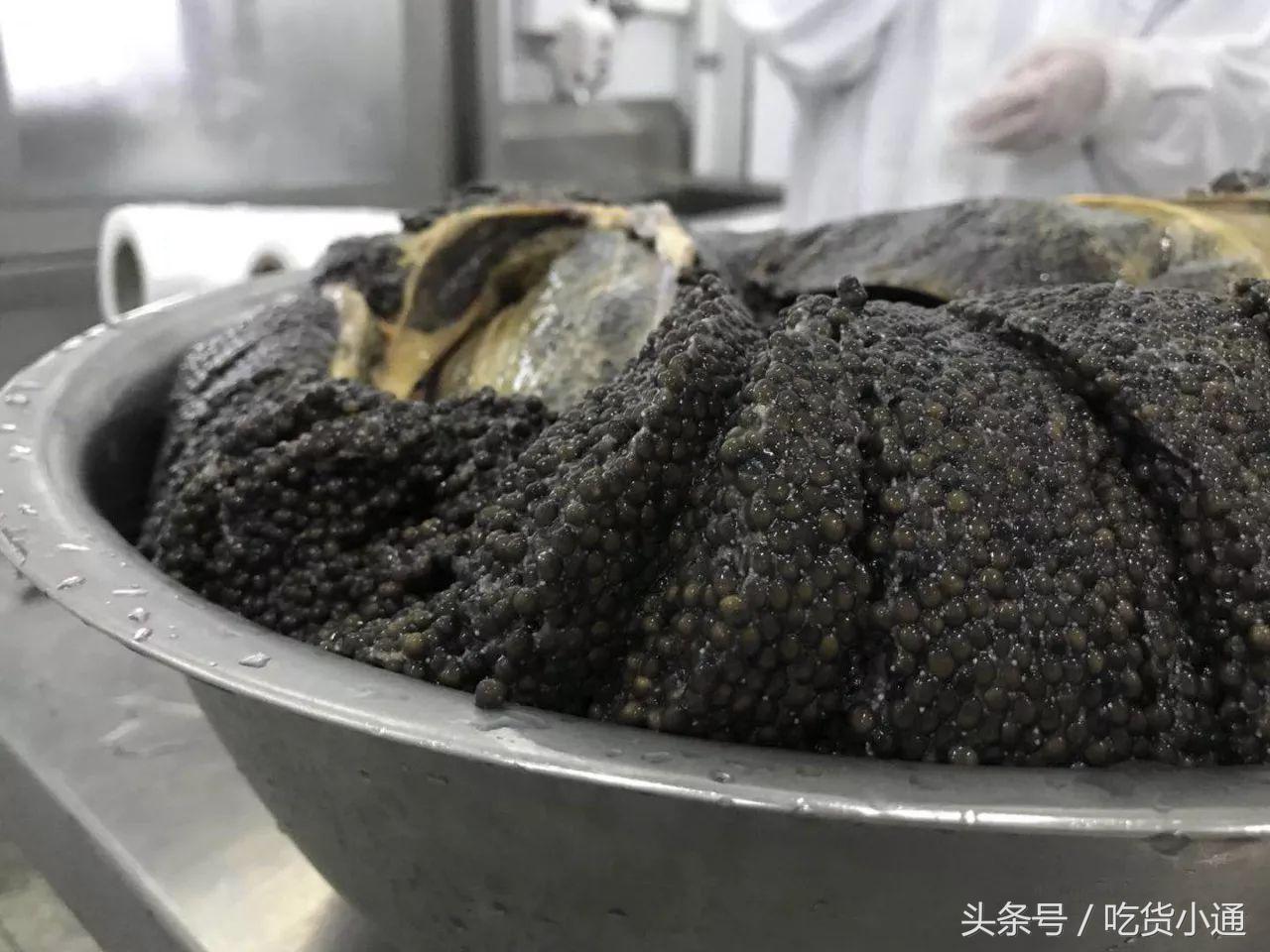 驱车4小时，终于品尝到传说中的“鱼子酱”！带你深挖背后的故事