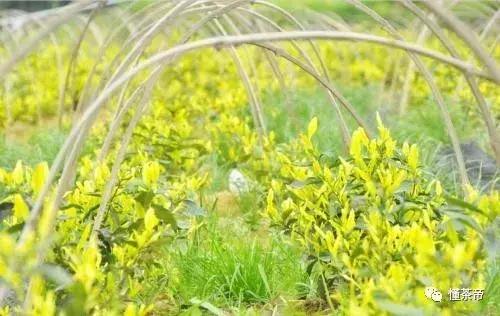 黄金芽茶叶界的又一大奇葩,最顶级的黄金芽茶叶