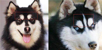 阿拉斯加和哈士奇的区别哪个贵,阿拉斯加和哈士奇养哪一个好