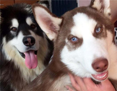 阿拉斯加和哈士奇有什么区别,阿拉斯加和哈士奇到底谁更厉害