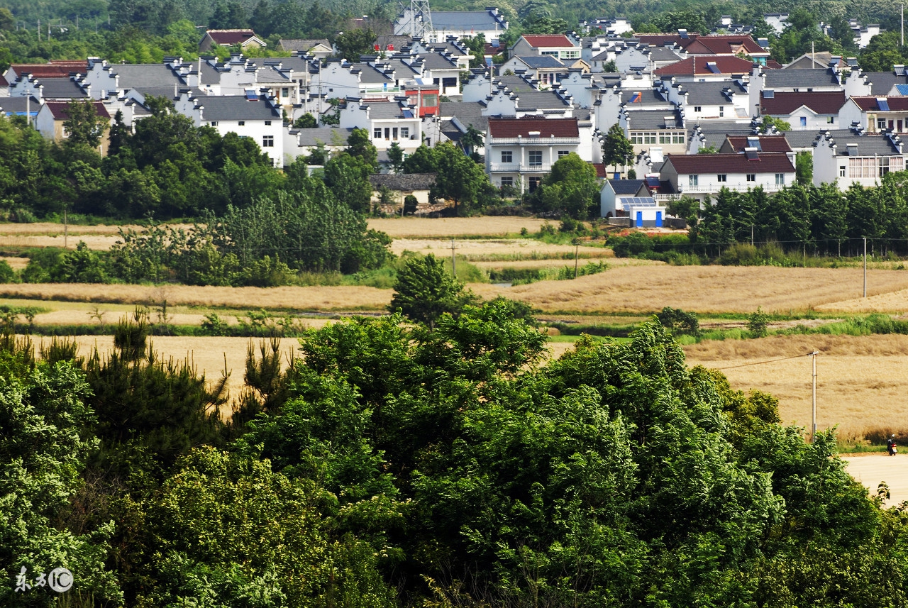 城市的老树,小城老树