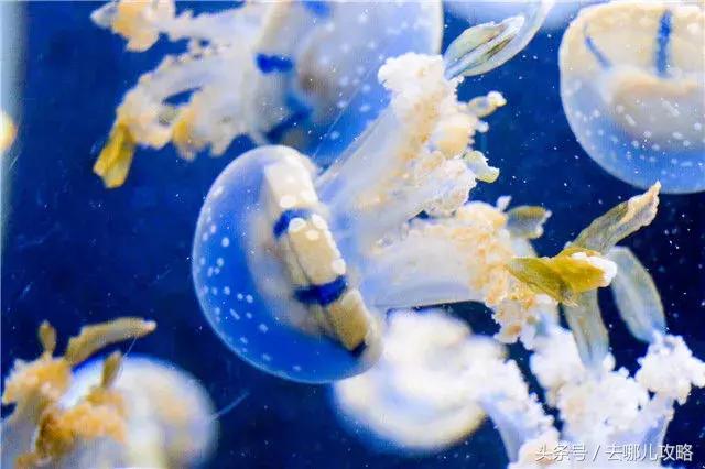 鐜╄浆鍦ｆ窐娌欐柊鍔犲潯鏃呮父鏀荤暐,鏂板姞鍧″湥娣樻矙鍚嶈儨涓栫晫鏀荤暐