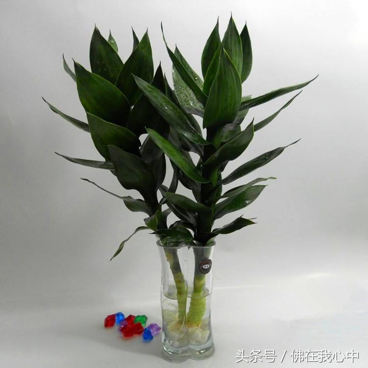 除了富贵竹还有什么适合懒人,除了竹子还有哪个绿植好养