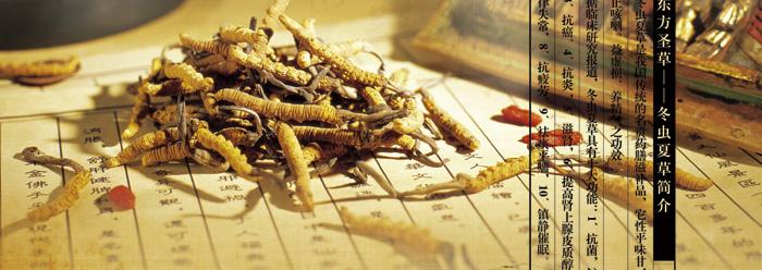 青海老妈妈讲给你听：冬虫夏草十大功效！很实用！