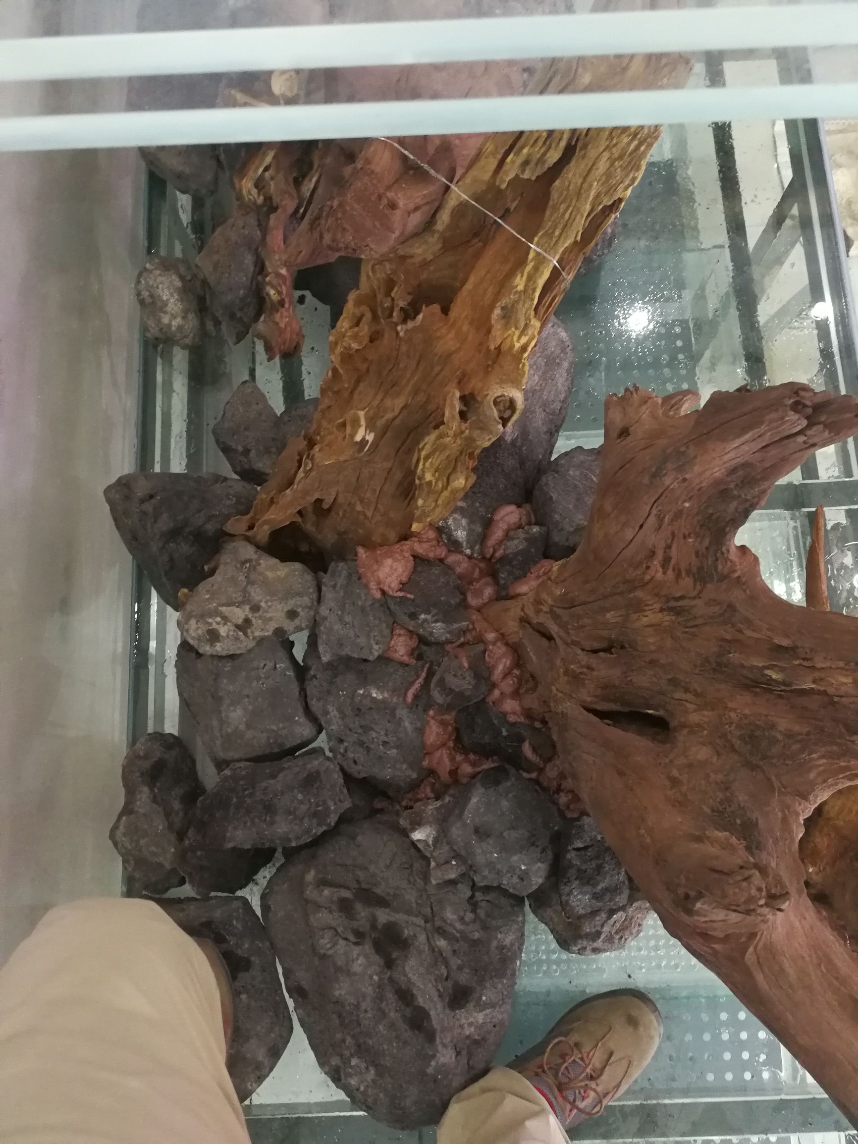 大墙鱼缸,40公分的缸养40的龙鱼