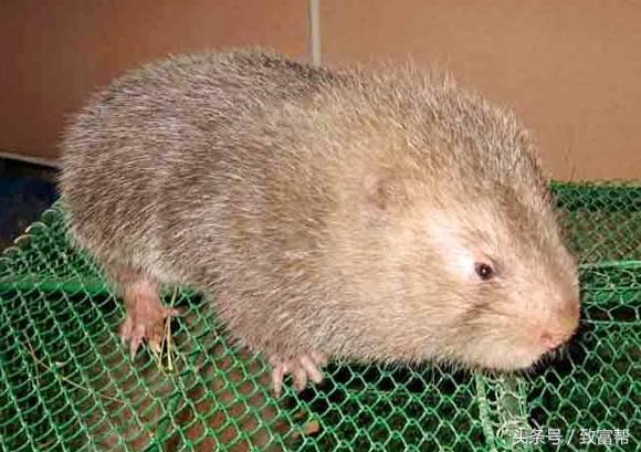 养老鼠有经济效益吗,竹鼠有什么经济效益