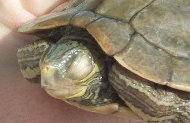 总结一些小病的治疗方法