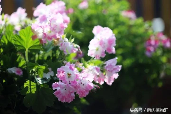 10月适合养的草花 (适合北方的春季草花)