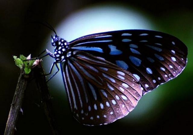 职场老油条如何赚钱的,职场老油条加薪技巧