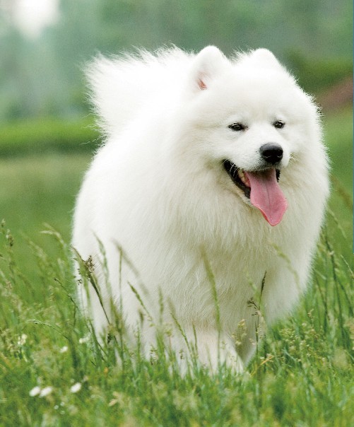 萨摩喘气是什么病,萨摩耶常见病