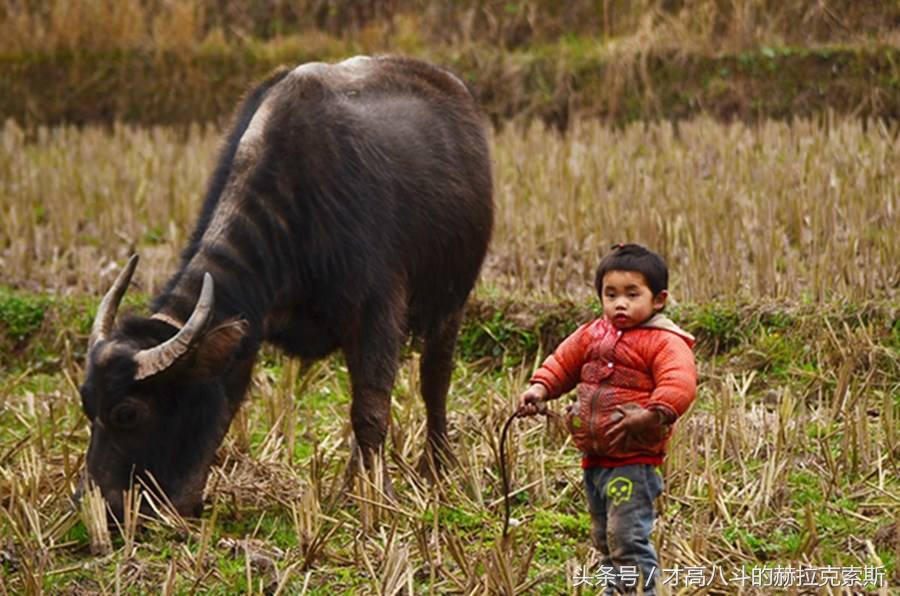 国家引领民族奋斗,国家领航人