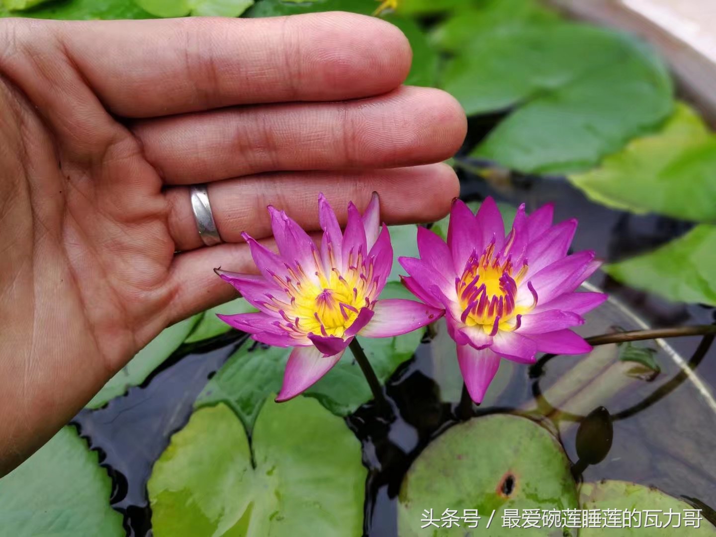 漂亮又省心的睡莲,花中的睡美人睡莲