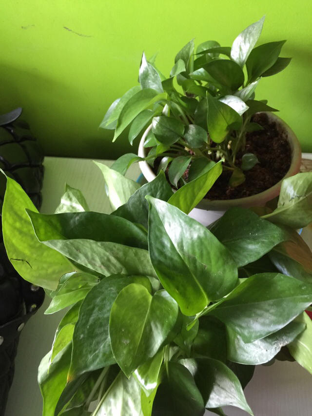 绿萝养殖需要磷酸二氢钾吗,室内养殖绿萝的好处和坏处