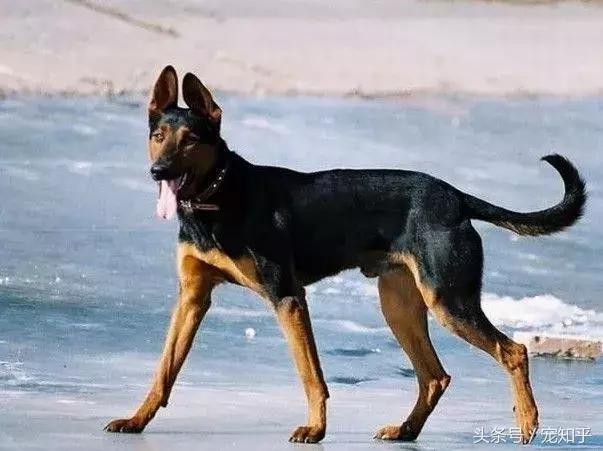 「盘点中国犬种」本土犬并不逊色，希望不要被遗忘