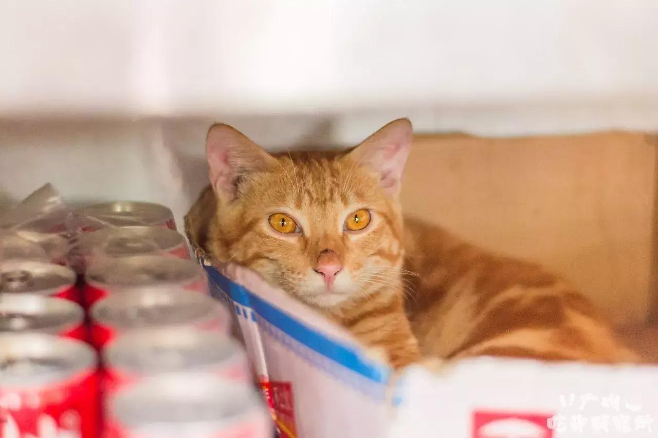 冈本001知乎,冈本0001有假的吗