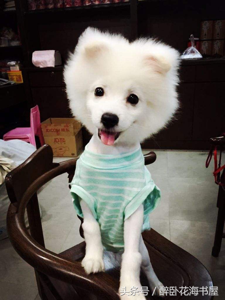 狗狗是人类的好朋友我们要善待他,狗不是人类的朋友只是主人的朋友