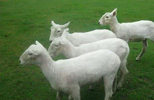 母羊难产都有什么原因,母羊难产的原因和解决方法