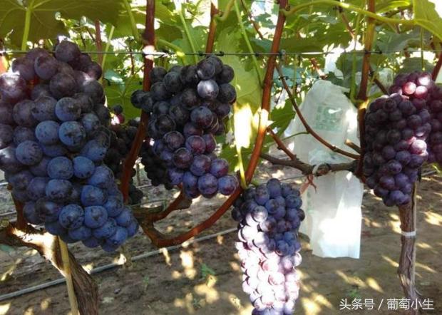 葡萄为什么结果不好,葡萄为什么种不好