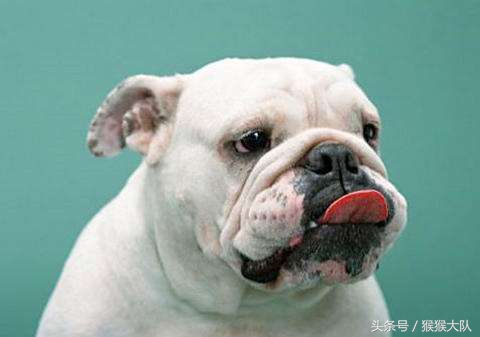 冷知识集合,狗爪爪的冷知识