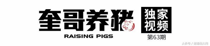 改善母猪便秘的方法,母猪便秘一根管子解决