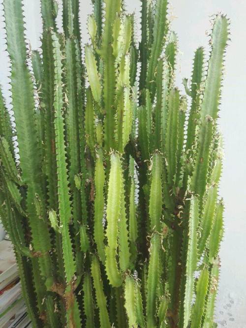 霸王花美丽花,霸王花形态