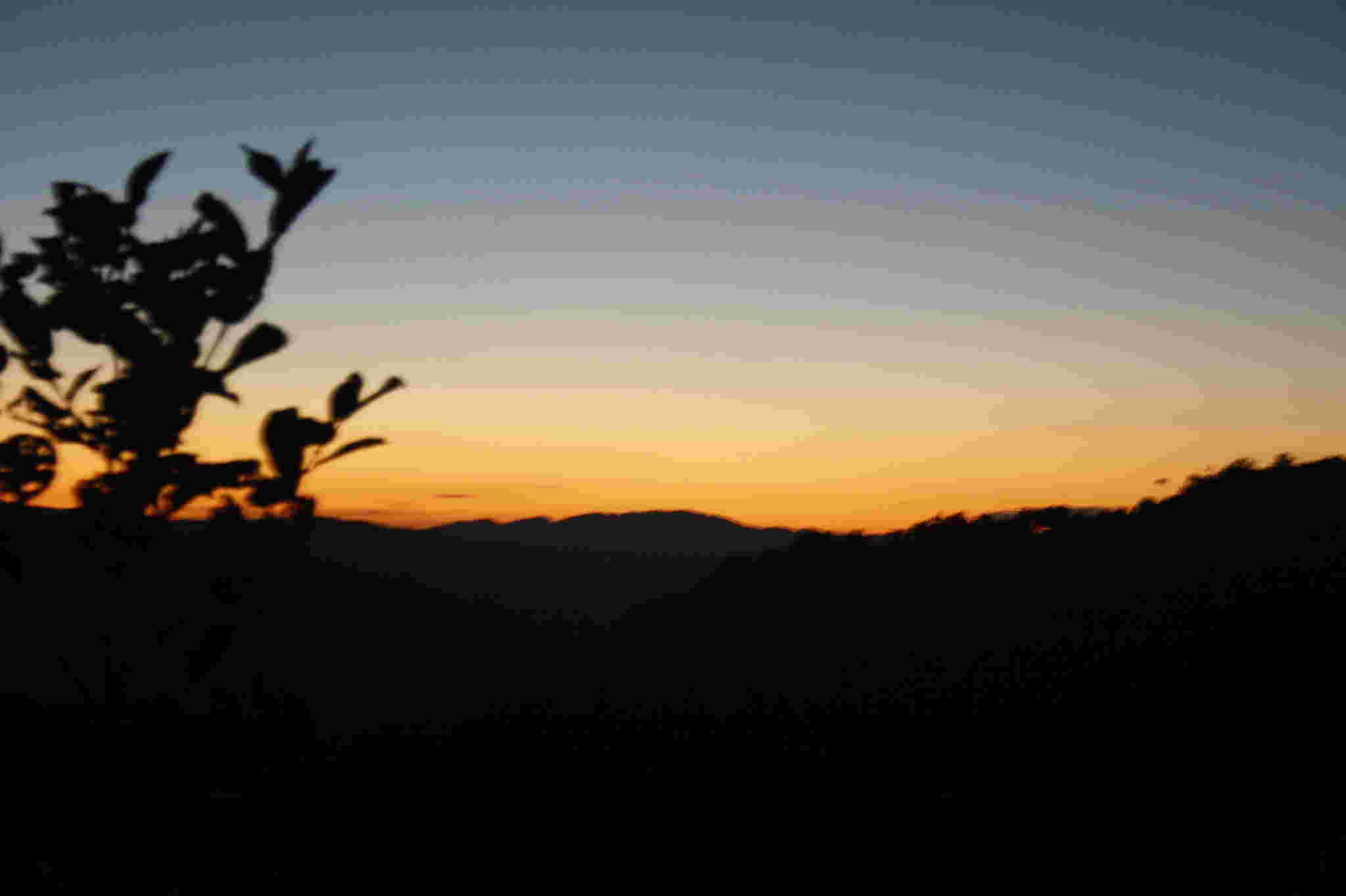 古树茶好喝吗视频,古树茶好在哪里