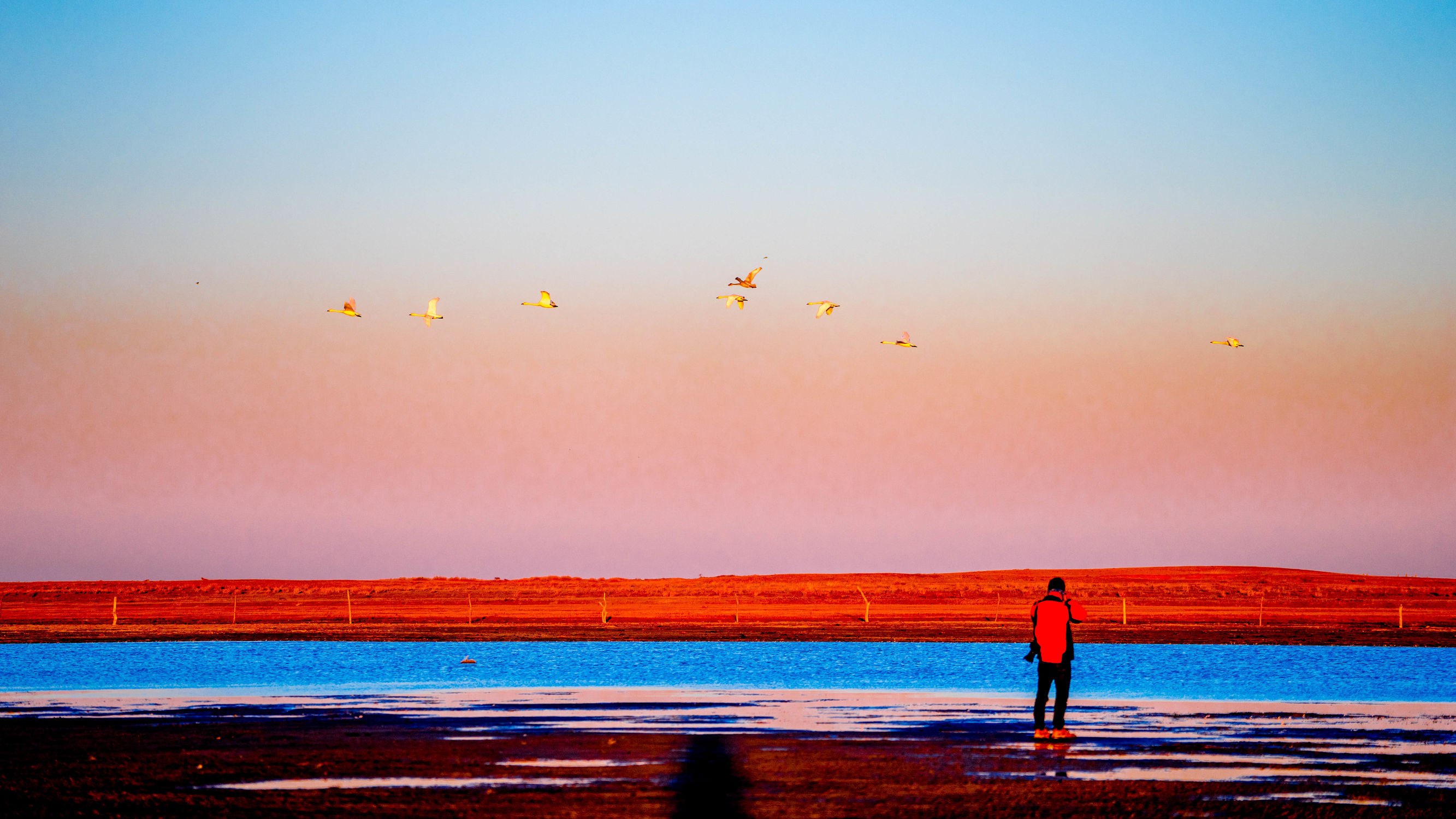 正蓝旗锡林郭勒大草原,正镶白旗天鹅湖