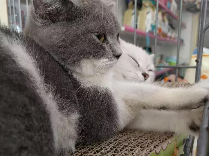 人类吸猫小史,人类吸猫的时候猫是怎么想的