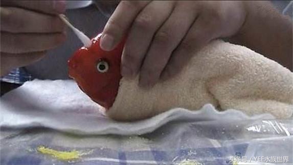 天地生化而成的精灵,一直在跟这些疾病搏斗