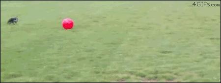 足球场上的动物搞笑gif,动物足球大赛搞笑图片