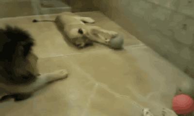 足球场上的动物搞笑gif,动物足球大赛搞笑图片