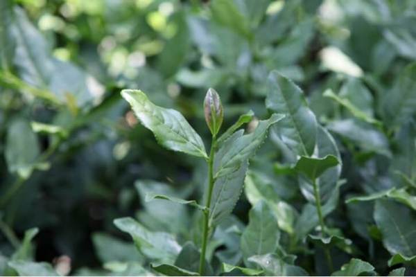 铁观音颜色深还是浅好,铁观音本种和色种的区别