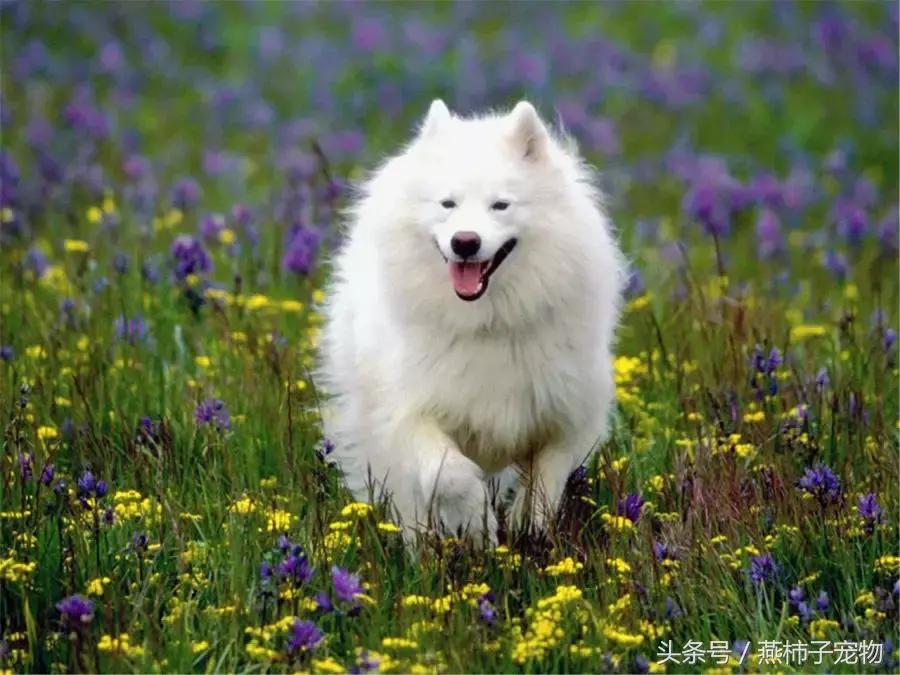 萨摩耶犬不能吃的食物列表,萨摩耶不能吃的食物表