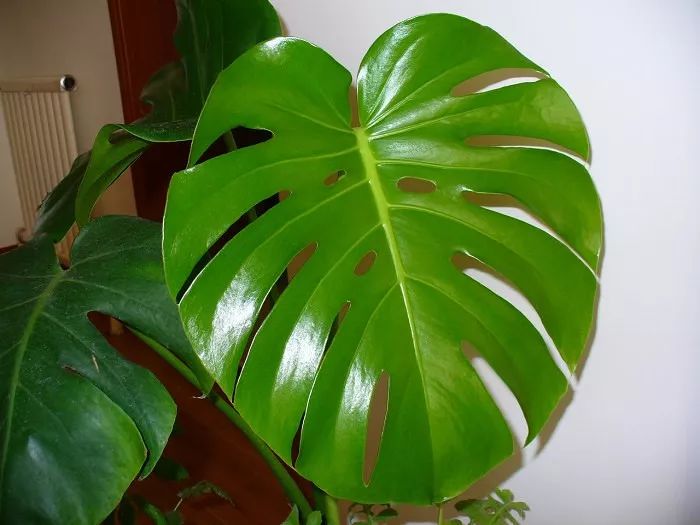 秋季对咽喉保养最好方法,秋冬嗓子疼多吃什么水果